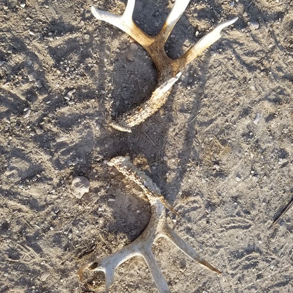 Meet your Posher, Cody - Picture 1 of 1